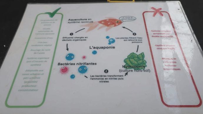 Schéma du process d’aquaponie. Présentation à la station horticole Ratho à Brindas (69). ©Odile Maillard
